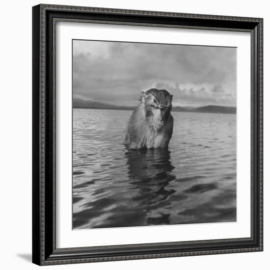 Rhesus Monkey Sitting in Water Up to His Chest-Hansel Mieth-Framed Photographic Print