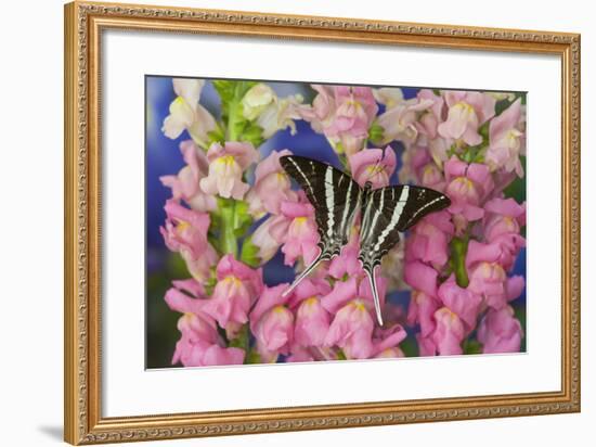 Rhesus Swallowtail Butterfly, Graphium Rhesus-Darrell Gulin-Framed Photographic Print