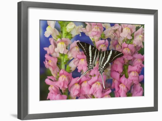 Rhesus Swallowtail Butterfly, Graphium Rhesus-Darrell Gulin-Framed Photographic Print