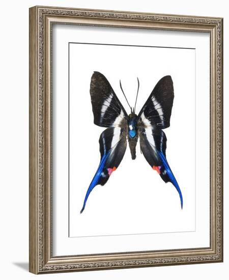 Rhetus Arcius Butterfly-Lawrence Lawry-Framed Photographic Print