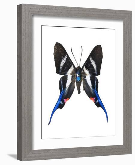 Rhetus Arcius Butterfly-Lawrence Lawry-Framed Photographic Print