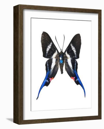 Rhetus Arcius Butterfly-Lawrence Lawry-Framed Photographic Print