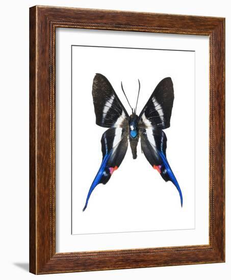 Rhetus Arcius Butterfly-Lawrence Lawry-Framed Photographic Print