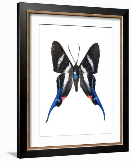 Rhetus Arcius Butterfly-Lawrence Lawry-Framed Photographic Print