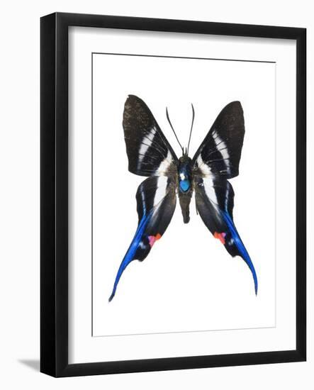 Rhetus Arcius Butterfly-Lawrence Lawry-Framed Photographic Print