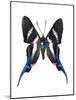 Rhetus Arcius Butterfly-Lawrence Lawry-Mounted Photographic Print