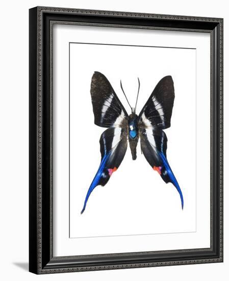 Rhetus Arcius Butterfly-Lawrence Lawry-Framed Photographic Print