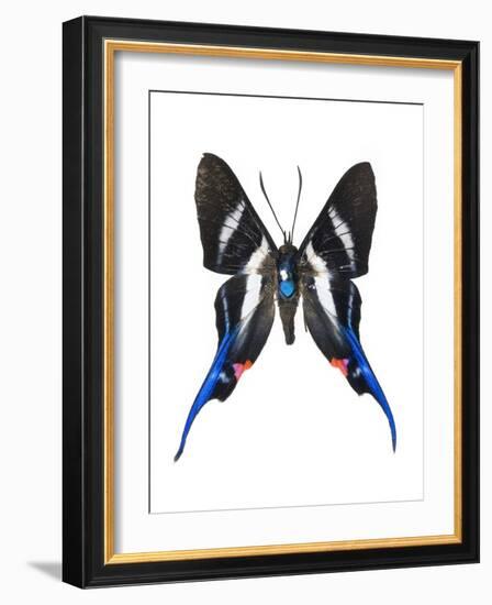 Rhetus Arcius Butterfly-Lawrence Lawry-Framed Photographic Print