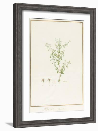 Rhexia Glandulosa (W/C and Bodycolour over Traces of Graphite on Vellum)-Pierre Joseph Redoute-Framed Giclee Print