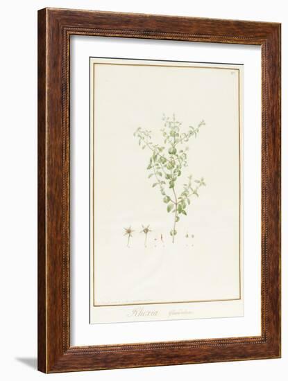 Rhexia Glandulosa (W/C and Bodycolour over Traces of Graphite on Vellum)-Pierre Joseph Redoute-Framed Giclee Print