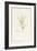 Rhexia Glandulosa (W/C and Bodycolour over Traces of Graphite on Vellum)-Pierre Joseph Redoute-Framed Giclee Print