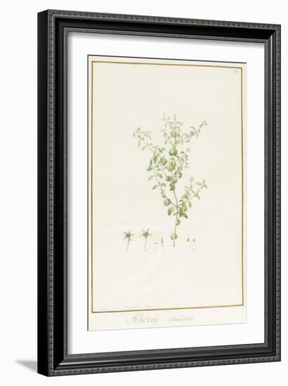 Rhexia Glandulosa (W/C and Bodycolour over Traces of Graphite on Vellum)-Pierre Joseph Redoute-Framed Giclee Print