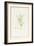 Rhexia Glandulosa (W/C and Bodycolour over Traces of Graphite on Vellum)-Pierre Joseph Redoute-Framed Giclee Print