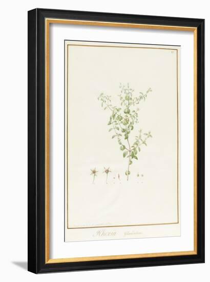 Rhexia Glandulosa (W/C and Bodycolour over Traces of Graphite on Vellum)-Pierre Joseph Redoute-Framed Giclee Print