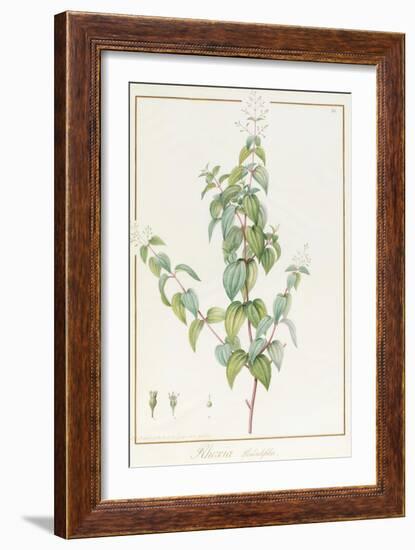 Rhexia Pendulifolia (W/C and Bodycolour over Traces of Graphite on Vellum)-Pierre Joseph Redoute-Framed Giclee Print