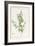 Rhexia Pendulifolia (W/C and Bodycolour over Traces of Graphite on Vellum)-Pierre Joseph Redoute-Framed Giclee Print