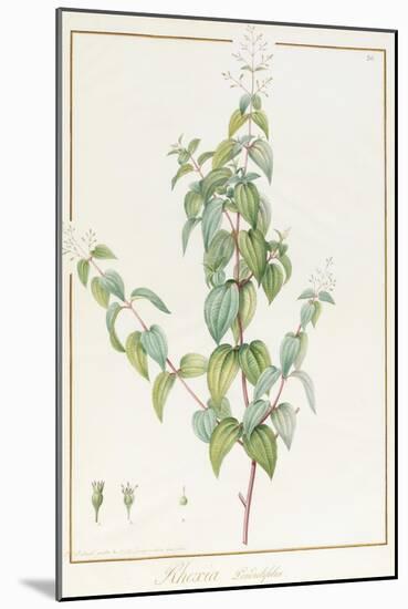 Rhexia Pendulifolia (W/C and Bodycolour over Traces of Graphite on Vellum)-Pierre Joseph Redoute-Mounted Giclee Print