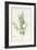 Rhexia Pendulifolia (W/C and Bodycolour over Traces of Graphite on Vellum)-Pierre Joseph Redoute-Framed Giclee Print