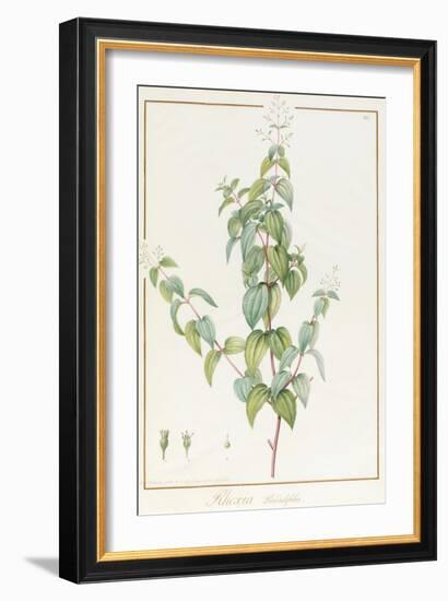 Rhexia Pendulifolia (W/C and Bodycolour over Traces of Graphite on Vellum)-Pierre Joseph Redoute-Framed Giclee Print