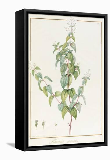 Rhexia Pendulifolia (W/C and Bodycolour over Traces of Graphite on Vellum)-Pierre Joseph Redoute-Framed Premier Image Canvas