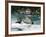 Rhine Falls, Schaffhausen, Switzerland, Europe-Hans Peter Merten-Framed Photographic Print