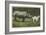 Rhino and Goat, Zoo, Philadelphia, Pennsylvania-null-Framed Premium Giclee Print