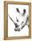 Rhino Gray Crop-Aimee Del Valle-Framed Stretched Canvas