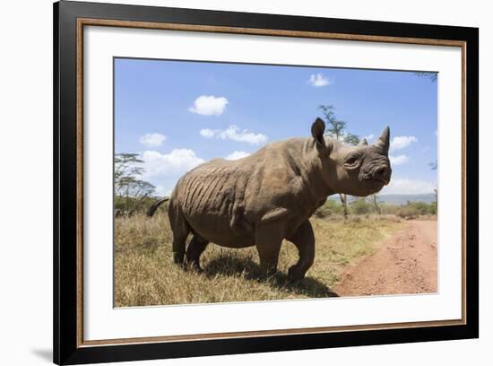 Rhino, Lewa Wildlife Conservancy, Laikipia, Kenya, East Africa, Africa-Ann and Steve Toon-Framed Photographic Print