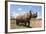 Rhino, Lewa Wildlife Conservancy, Laikipia, Kenya, East Africa, Africa-Ann and Steve Toon-Framed Photographic Print