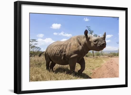 Rhino, Lewa Wildlife Conservancy, Laikipia, Kenya, East Africa, Africa-Ann and Steve Toon-Framed Photographic Print