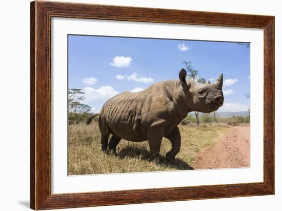 Rhino, Lewa Wildlife Conservancy, Laikipia, Kenya, East Africa, Africa-Ann and Steve Toon-Framed Photographic Print