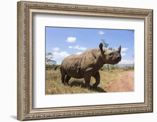 Rhino, Lewa Wildlife Conservancy, Laikipia, Kenya, East Africa, Africa-Ann and Steve Toon-Framed Photographic Print