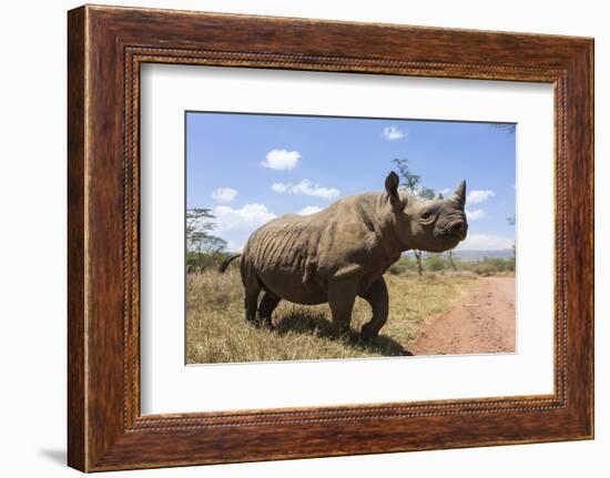 Rhino, Lewa Wildlife Conservancy, Laikipia, Kenya, East Africa, Africa-Ann and Steve Toon-Framed Photographic Print