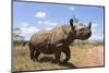 Rhino, Lewa Wildlife Conservancy, Laikipia, Kenya, East Africa, Africa-Ann and Steve Toon-Mounted Photographic Print