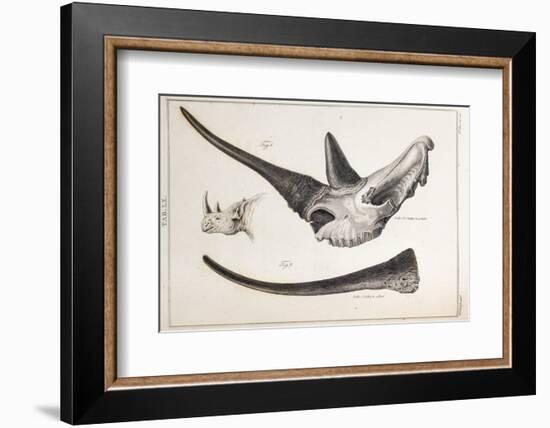 Rhino Skull Everard Home-Stewart Stewart-Framed Photographic Print