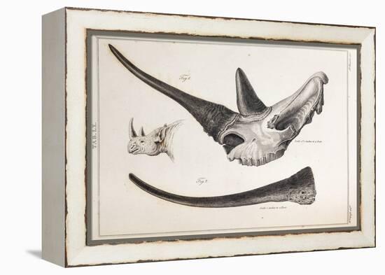 Rhino Skull Everard Home-Stewart Stewart-Framed Premier Image Canvas