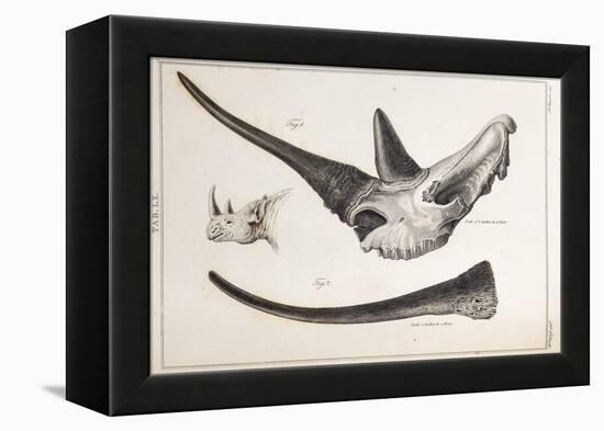 Rhino Skull Everard Home-Stewart Stewart-Framed Premier Image Canvas