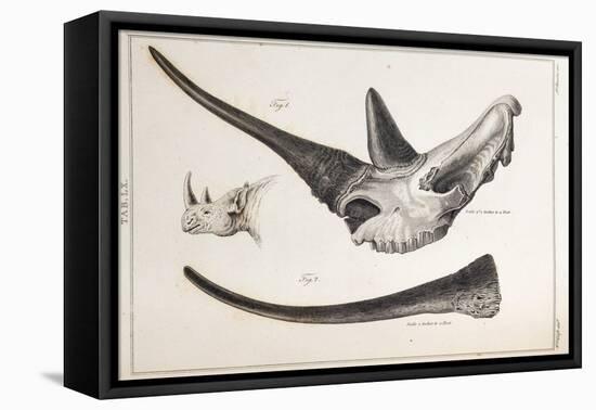 Rhino Skull Everard Home-Stewart Stewart-Framed Premier Image Canvas