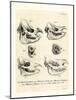Rhino Skulls-null-Mounted Giclee Print