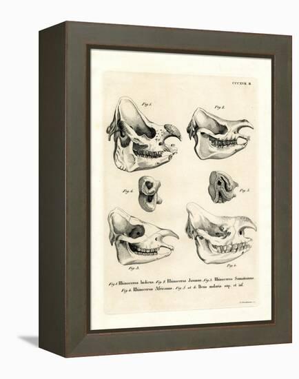 Rhino Skulls-null-Framed Premier Image Canvas