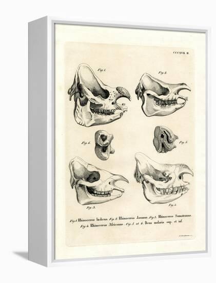 Rhino Skulls-null-Framed Premier Image Canvas