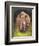 Rhino straight on-David Stribbling-Framed Art Print