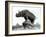 Rhinoceros, 1878, by Alfred Jacquemart-Adolphe Giraudon-Framed Photographic Print