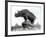 Rhinoceros, 1878, by Alfred Jacquemart-Adolphe Giraudon-Framed Photographic Print