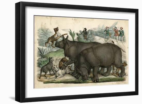 Rhinoceros and Dogs C1845-null-Framed Art Print