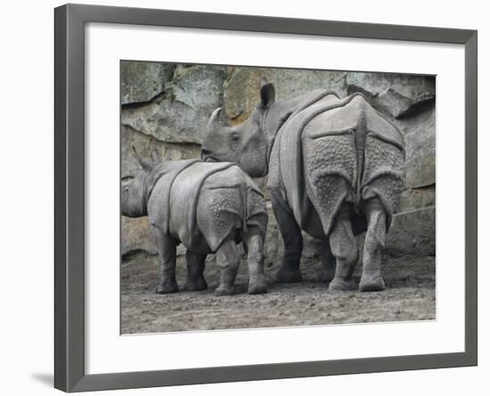 Rhinoceros and Her Youngster Hang Out in their Outdoor Enclosure at the Tierpark in Berlin-null-Framed Photographic Print