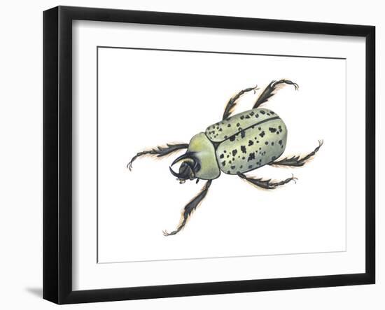 Rhinoceros Beetle (Dynastes Tityus), Unicorn Beetle, Insects-Encyclopaedia Britannica-Framed Art Print