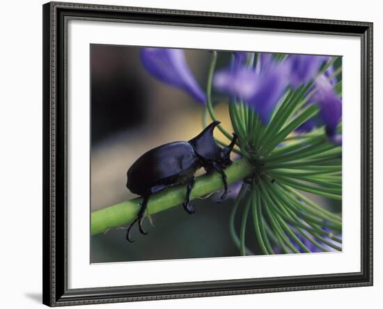 Rhinoceros Beetle, Papua New Guinea-Michele Westmorland-Framed Photographic Print