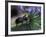 Rhinoceros Beetle, Papua New Guinea-Michele Westmorland-Framed Photographic Print