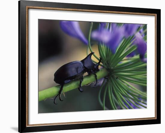 Rhinoceros Beetle, Papua New Guinea-Michele Westmorland-Framed Photographic Print